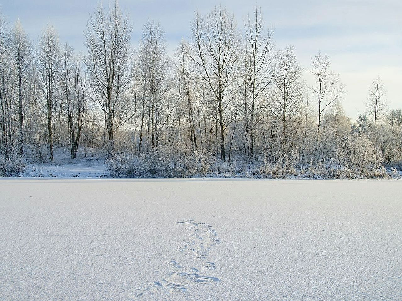 Un camino bien marcado a través del bosque invernal
